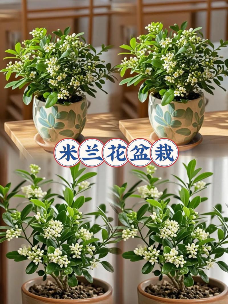 米兰花怎么养?米兰花怎么养护?-第6张图片-优品飞百科 米兰花怎么养?米兰花怎么养护?-第6张图片-优品飞百科