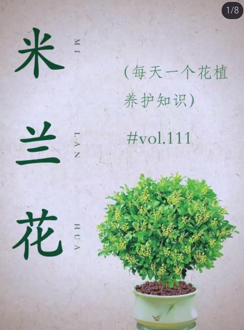 米兰花怎么养?米兰花怎么养护?-第7张图片-优品飞百科 米兰花怎么养?米兰花怎么养护?-第7张图片-优品飞百科