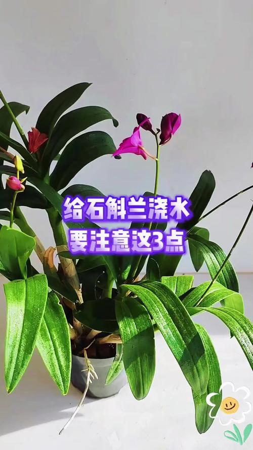 怎么给盆栽石斛浇水？盆栽的石斛施什么肥比较好？