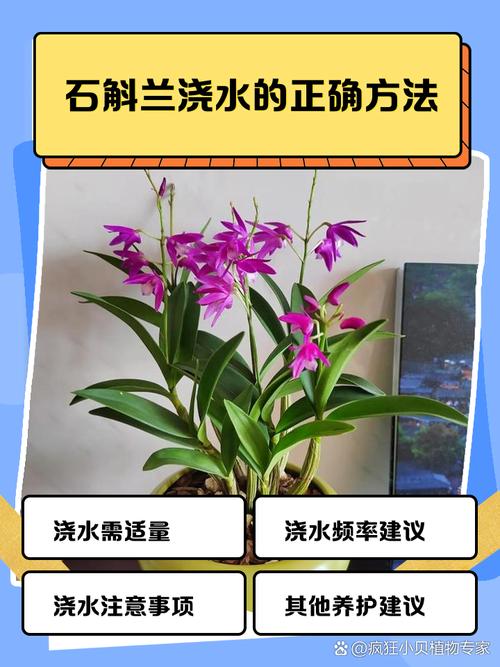 怎么给盆栽石斛浇水?盆栽的石斛施什么肥比较好?-第2张图片-优品飞百科 怎么给盆栽石斛浇水?盆栽的石斛施什么肥比较好?-第2张图片-优品飞百科