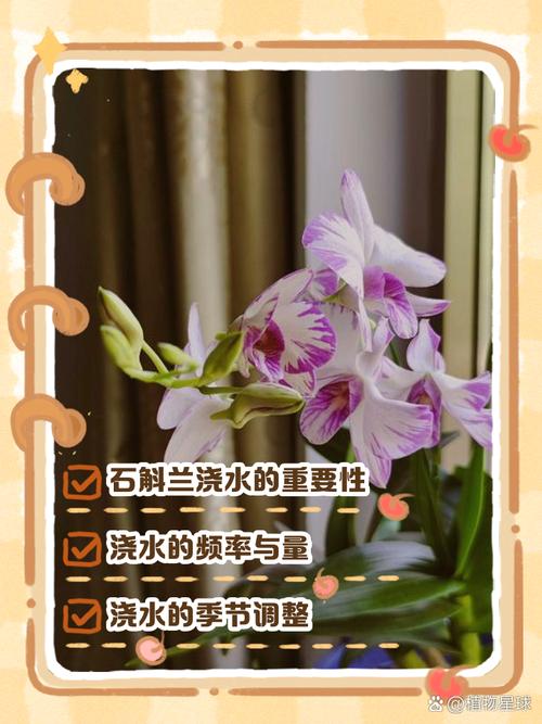 怎么给盆栽石斛浇水?盆栽的石斛施什么肥比较好?-第3张图片-优品飞百科 怎么给盆栽石斛浇水?盆栽的石斛施什么肥比较好?-第3张图片-优品飞百科