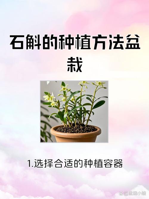 怎么给盆栽石斛浇水?盆栽的石斛施什么肥比较好?-第4张图片-优品飞百科 怎么给盆栽石斛浇水?盆栽的石斛施什么肥比较好?-第4张图片-优品飞百科