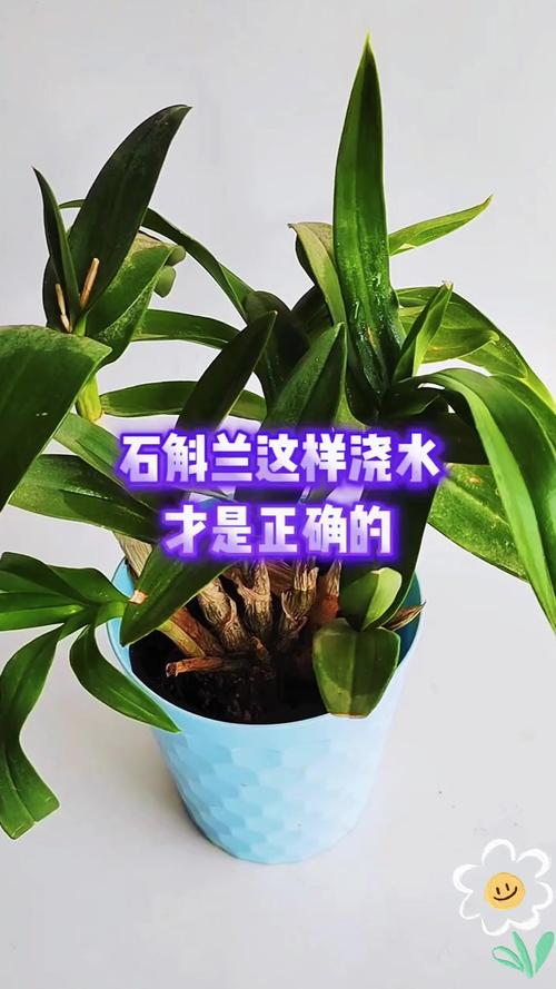 怎么给盆栽石斛浇水?盆栽的石斛施什么肥比较好?-第5张图片-优品飞百科 怎么给盆栽石斛浇水?盆栽的石斛施什么肥比较好?-第5张图片-优品飞百科