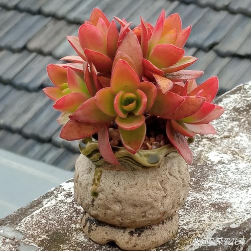 火祭夏天如何养，火祭夏天养护