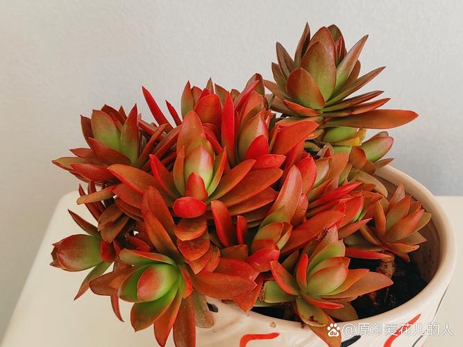 火祭夏天如何养，火祭夏天养护-第2张图片-优品飞百科