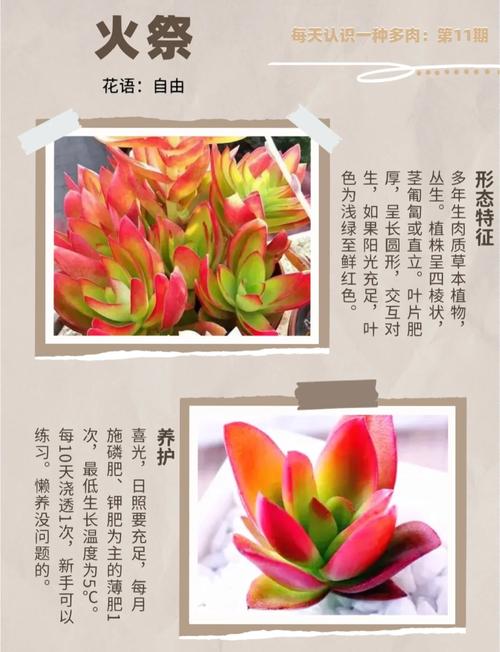 火祭夏天如何养，火祭夏天养护-第3张图片-优品飞百科