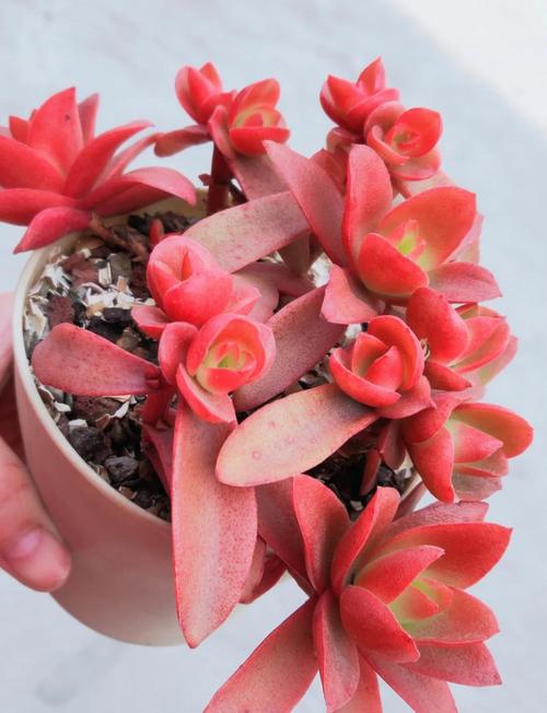 火祭夏天如何养，火祭夏天养护-第4张图片-优品飞百科