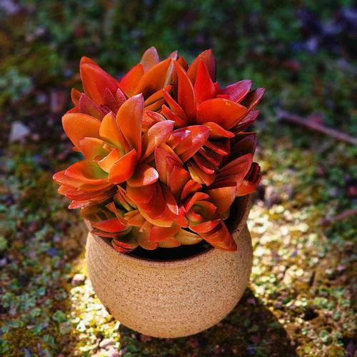 火祭夏天如何养，火祭夏天养护-第5张图片-优品飞百科