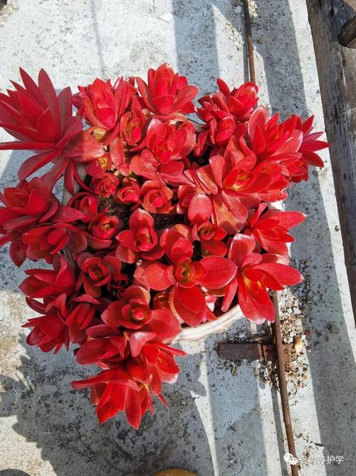 火祭夏天如何养，火祭夏天养护-第6张图片-优品飞百科