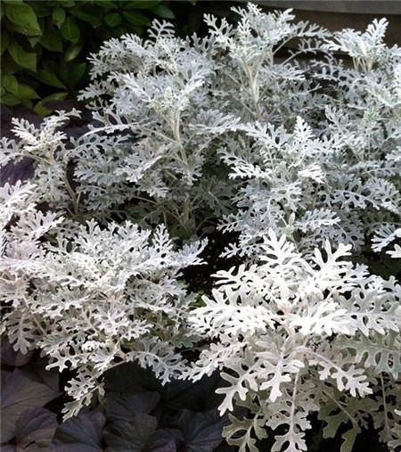 雪叶莲的养殖方法？雪莲叶怎么吃比较好？