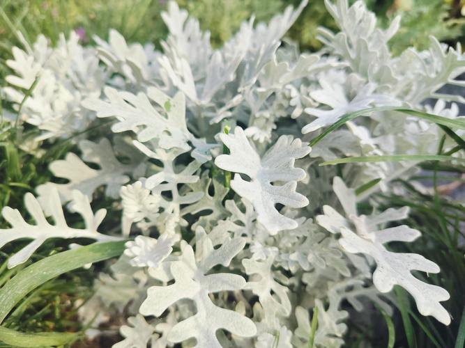 雪叶莲的养殖方法？雪莲叶怎么吃比较好？-第2张图片-优品飞百科