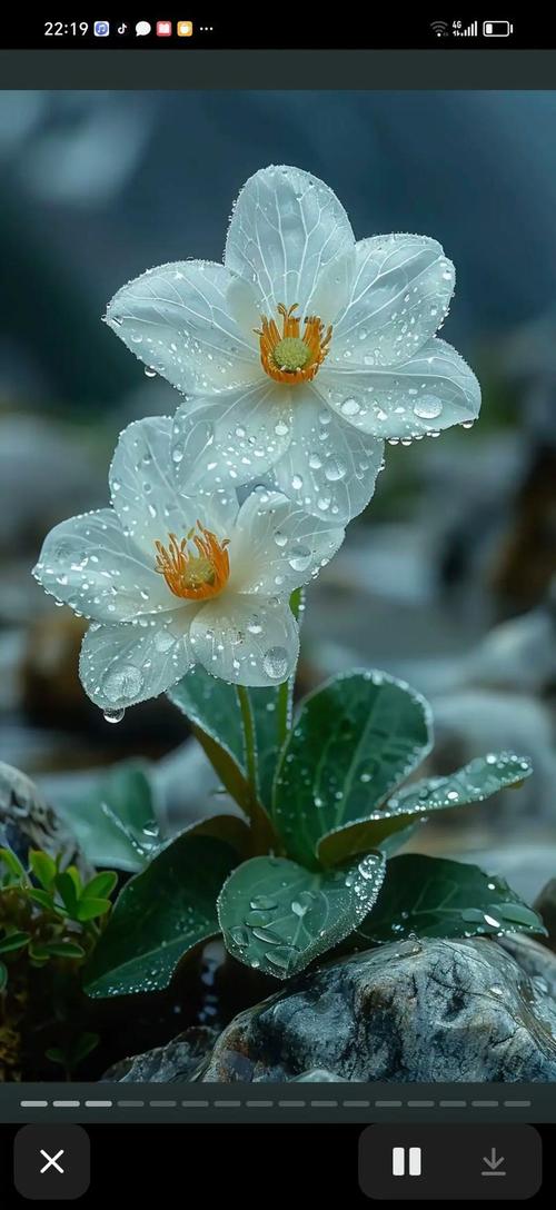 雪叶莲的养殖方法？雪莲叶怎么吃比较好？-第3张图片-优品飞百科