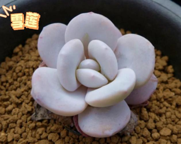 雪叶莲的养殖方法？雪莲叶怎么吃比较好？-第4张图片-优品飞百科