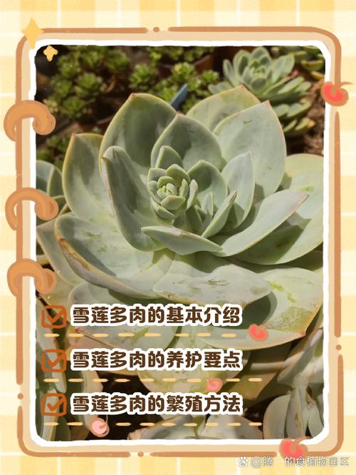 雪叶莲的养殖方法？雪莲叶怎么吃比较好？-第5张图片-优品飞百科