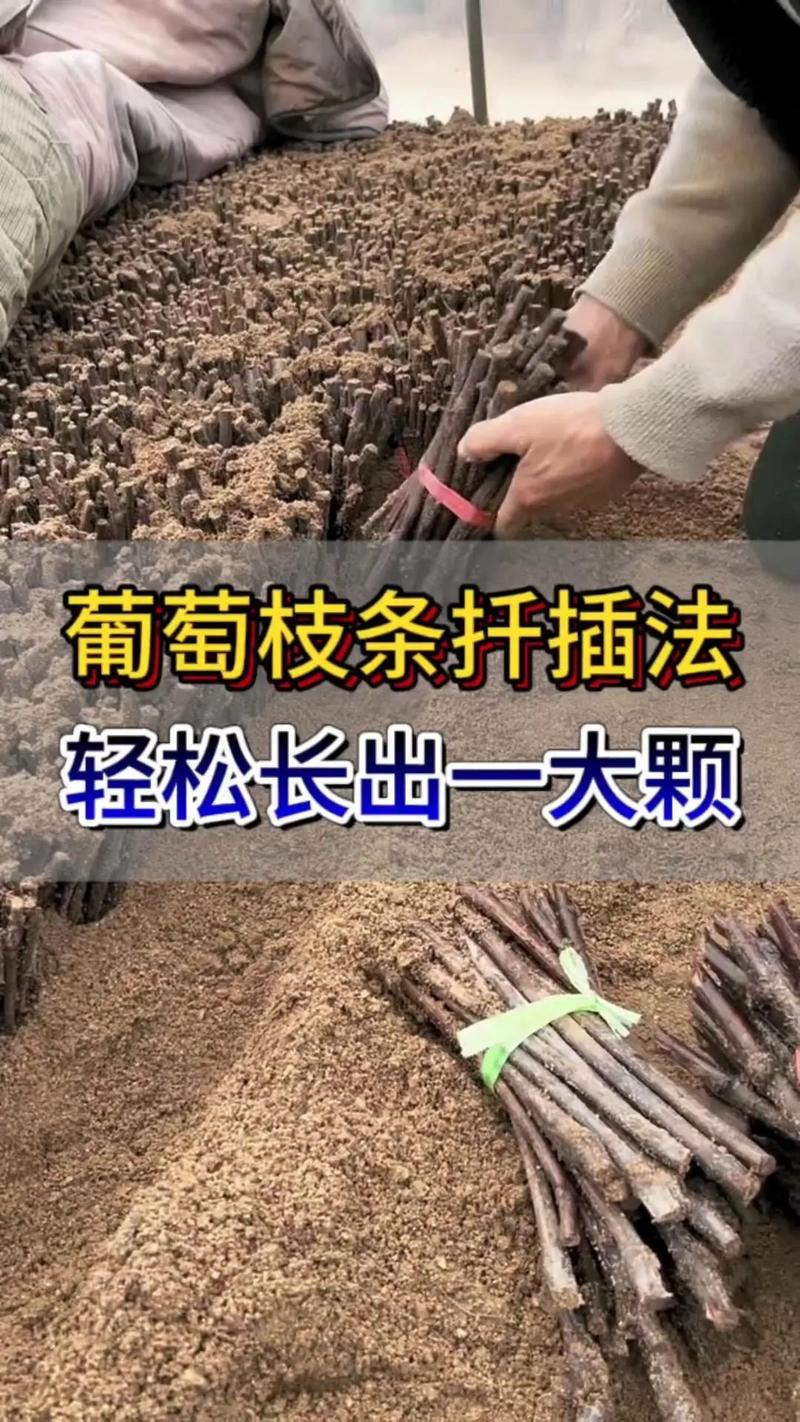 葡萄树扦插时间与方法？葡萄树如何扦插育苗？