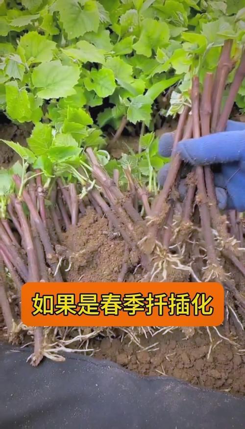 葡萄树扦插时间与方法？葡萄树如何扦插育苗？-第2张图片-优品飞百科