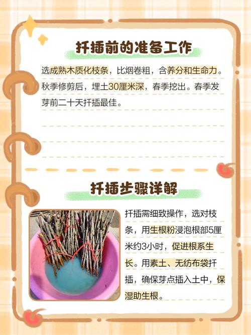 葡萄树扦插时间与方法？葡萄树如何扦插育苗？-第4张图片-优品飞百科