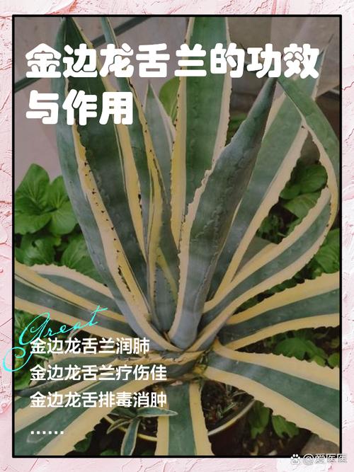 龙舌兰怎么修剪，龙舌兰如何修剪？