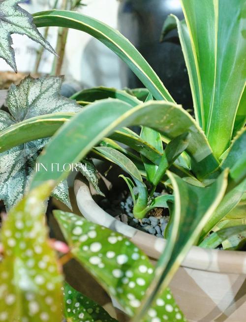 龙舌兰怎么修剪,龙舌兰如何修剪?-第2张图片-优品飞百科 龙舌兰怎么修剪,龙舌兰如何修剪?-第2张图片-优品飞百科