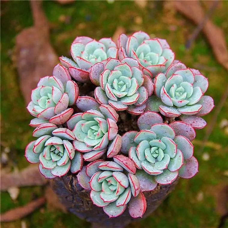 多肉植物怕冷吗？多肉植物怎么养？