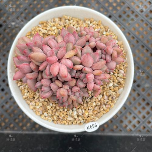 多肉植物怕冷吗?多肉植物怎么养?-第2张图片-优品飞百科 多肉植物怕冷吗?多肉植物怎么养?-第2张图片-优品飞百科