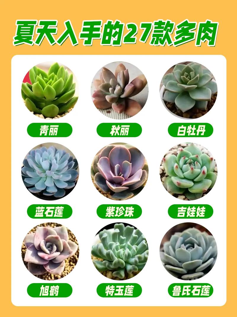 多肉植物怕冷吗?多肉植物怎么养?-第3张图片-优品飞百科 多肉植物怕冷吗?多肉植物怎么养?-第3张图片-优品飞百科