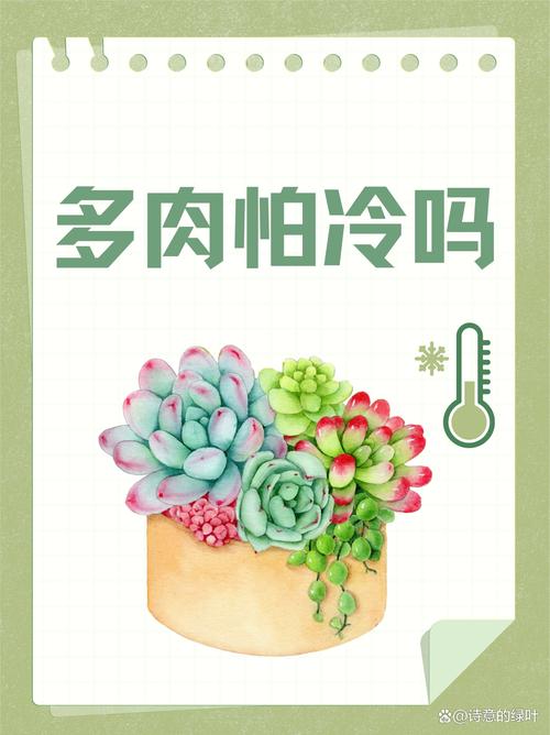 多肉植物怕冷吗?多肉植物怎么养?-第4张图片-优品飞百科 多肉植物怕冷吗?多肉植物怎么养?-第4张图片-优品飞百科