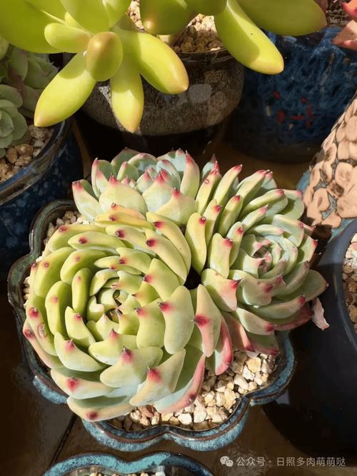 多肉植物怕冷吗?多肉植物怎么养?-第5张图片-优品飞百科 多肉植物怕冷吗?多肉植物怎么养?-第5张图片-优品飞百科