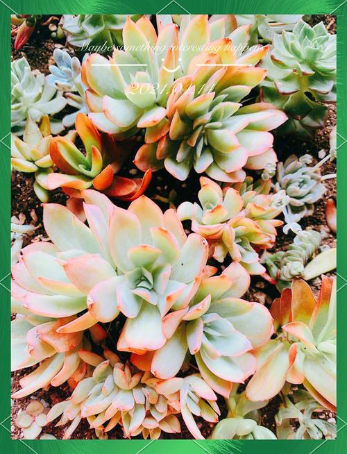 多肉植物怕冷吗?多肉植物怎么养?-第6张图片-优品飞百科 多肉植物怕冷吗?多肉植物怎么养?-第6张图片-优品飞百科