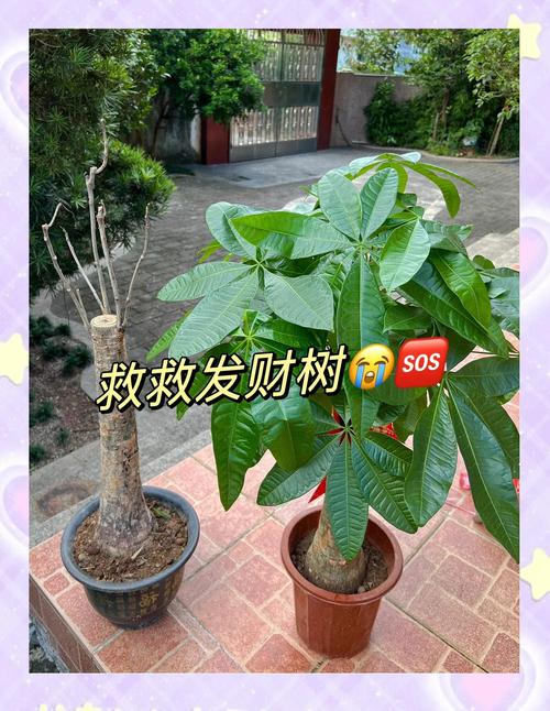 发财树长的太高怎么办，发财树很高了怎么办