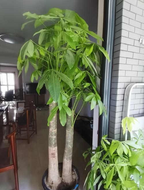 发财树长的太高怎么办，发财树很高了怎么办-第3张图片-优品飞百科