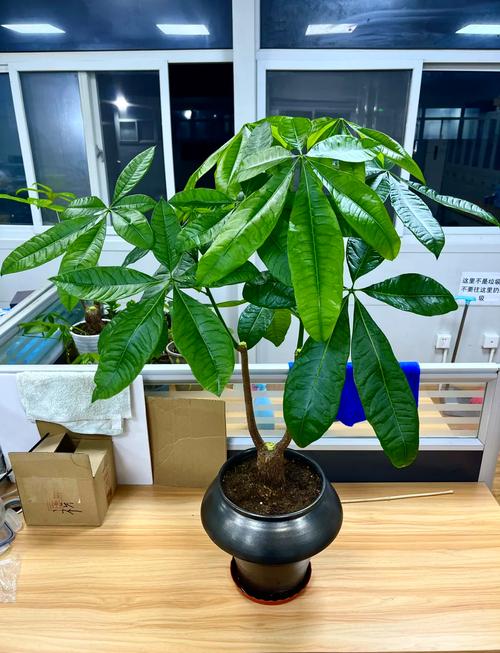 发财树长的太高怎么办，发财树很高了怎么办-第4张图片-优品飞百科