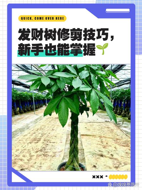 发财树长的太高怎么办，发财树很高了怎么办-第5张图片-优品飞百科