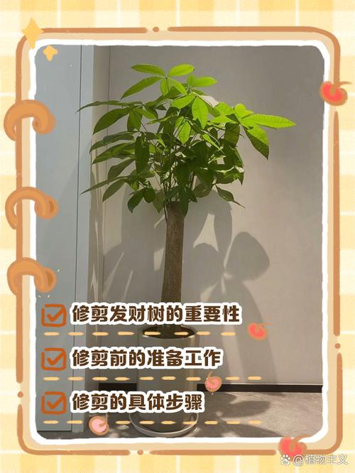 发财树长的太高怎么办，发财树很高了怎么办-第6张图片-优品飞百科