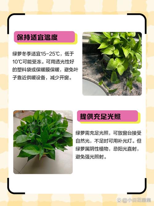 冬天如何养殖绿萝，冬天养绿萝的注意事项-第2张图片-优品飞百科