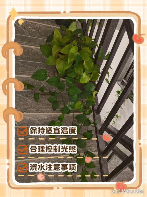 冬天如何养殖绿萝，冬天养绿萝的注意事项-第4张图片-优品飞百科