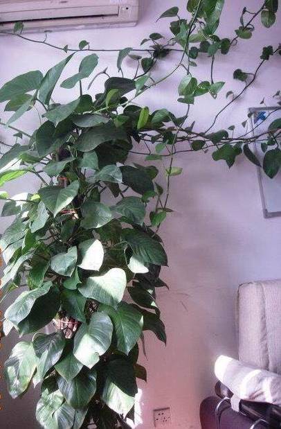 冬天如何养殖绿萝，冬天养绿萝的注意事项-第6张图片-优品飞百科