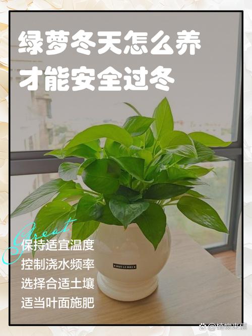 冬天如何养殖绿萝，冬天养绿萝的注意事项-第7张图片-优品飞百科