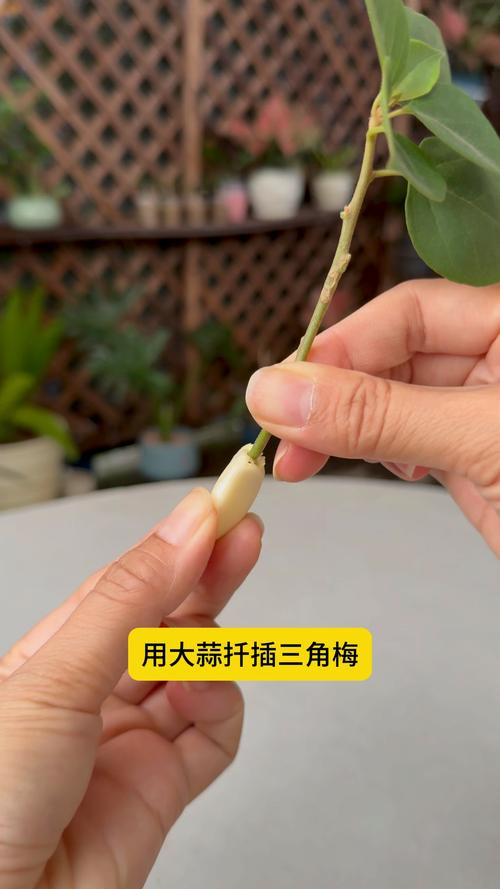 三角梅怎么扦插，三角梅怎么扦插成活率高
