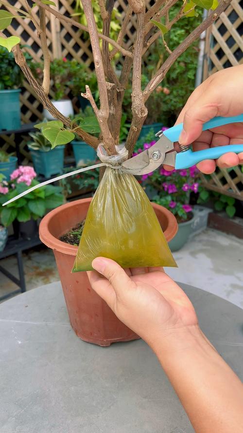 三角梅怎么扦插，三角梅怎么扦插成活率高-第2张图片-优品飞百科