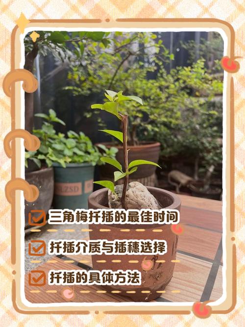 三角梅怎么扦插，三角梅怎么扦插成活率高-第3张图片-优品飞百科