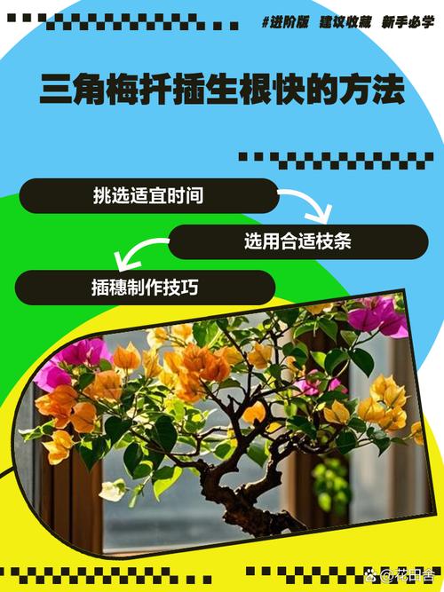 三角梅怎么扦插，三角梅怎么扦插成活率高-第5张图片-优品飞百科