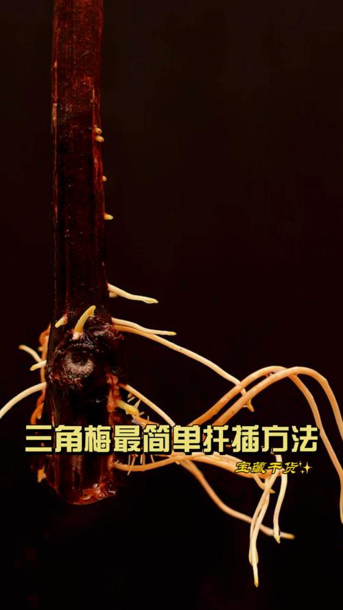 三角梅怎么扦插，三角梅怎么扦插成活率高-第6张图片-优品飞百科