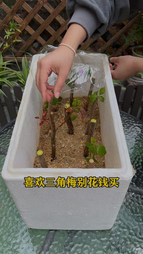 三角梅怎么扦插，三角梅怎么扦插成活率高-第7张图片-优品飞百科
