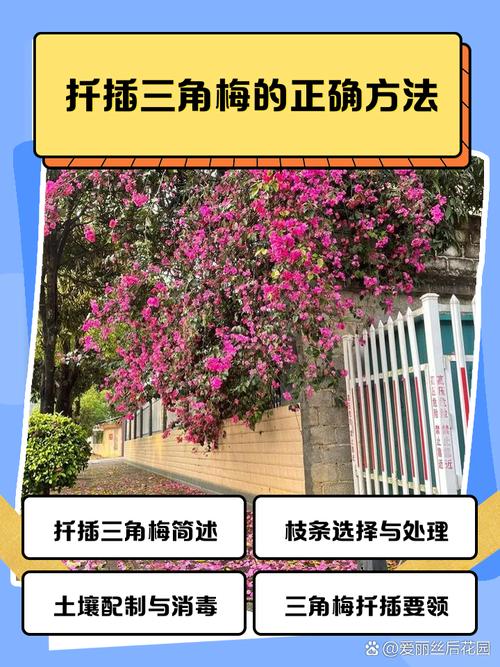 三角梅怎么扦插，三角梅怎么扦插成活率高-第8张图片-优品飞百科