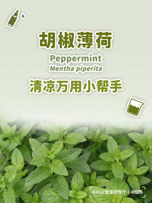 美国薄荷种子怎么种？美国薄荷种子种植方法步骤？