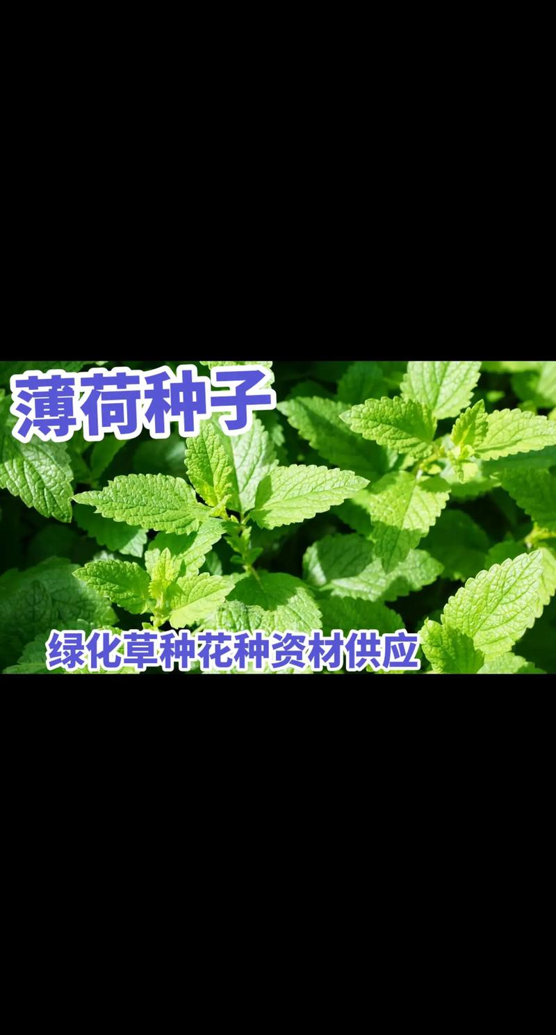 美国薄荷种子怎么种?美国薄荷种子种植方法步骤?-第2张图片-优品飞百科 美国薄荷种子怎么种?美国薄荷种子种植方法步骤?-第2张图片-优品飞百科