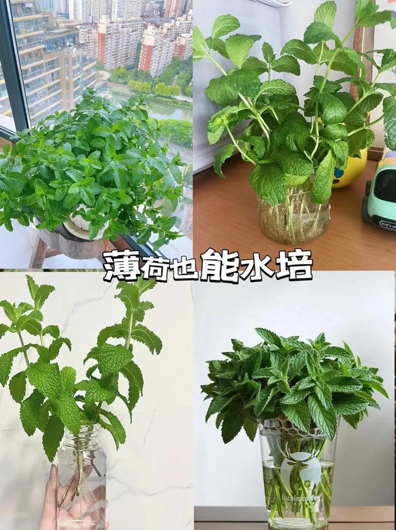 美国薄荷种子怎么种?美国薄荷种子种植方法步骤?-第3张图片-优品飞百科 美国薄荷种子怎么种?美国薄荷种子种植方法步骤?-第3张图片-优品飞百科