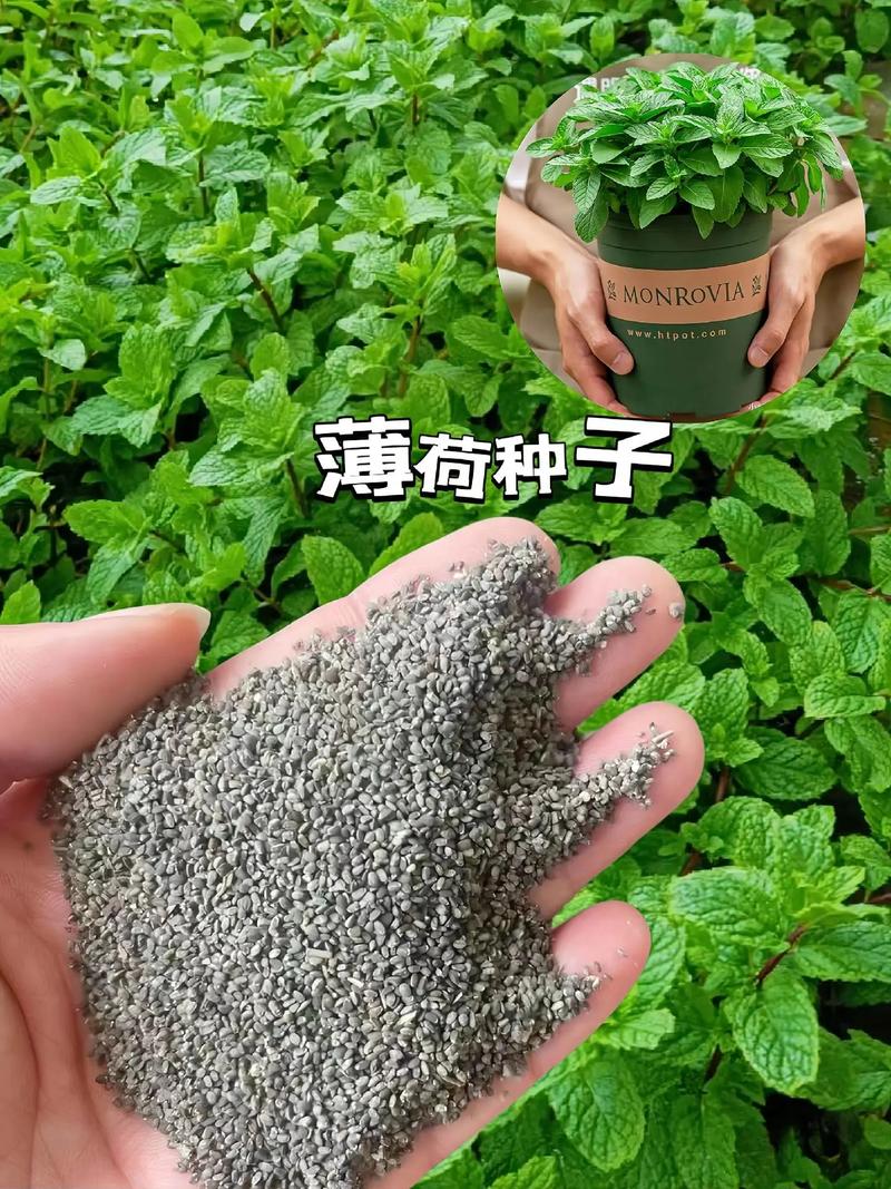 美国薄荷种子怎么种?美国薄荷种子种植方法步骤?-第4张图片-优品飞百科 美国薄荷种子怎么种?美国薄荷种子种植方法步骤?-第4张图片-优品飞百科