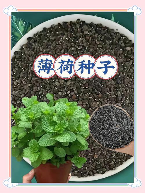 美国薄荷种子怎么种?美国薄荷种子种植方法步骤?-第5张图片-优品飞百科 美国薄荷种子怎么种?美国薄荷种子种植方法步骤?-第5张图片-优品飞百科